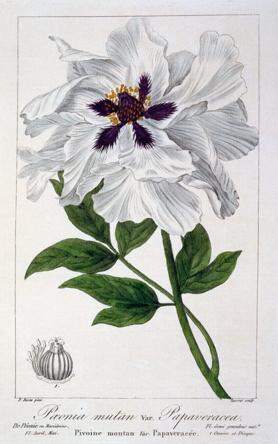Paeonia Suffruticosa, 1836 by Pancrace Bessa